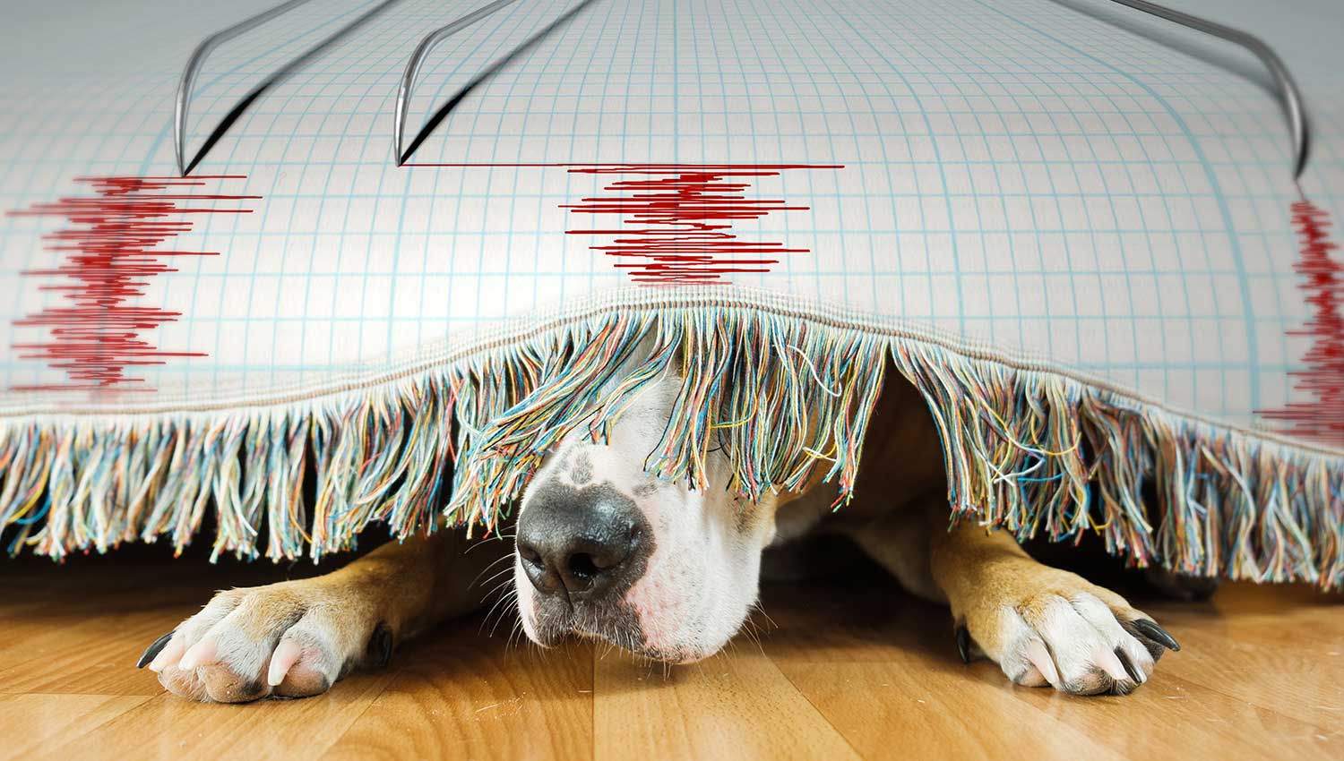 ¿Pueden sentir los animales la inminencia de un terremoto?